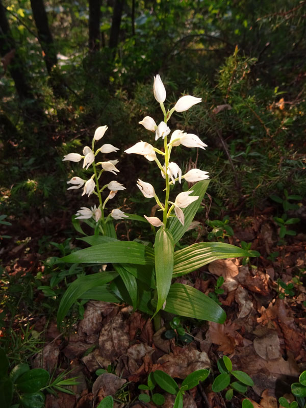 Cephalanthera longifolia e damasonium